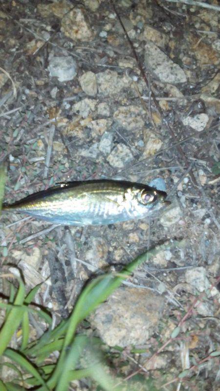 ハゼングからのアジング